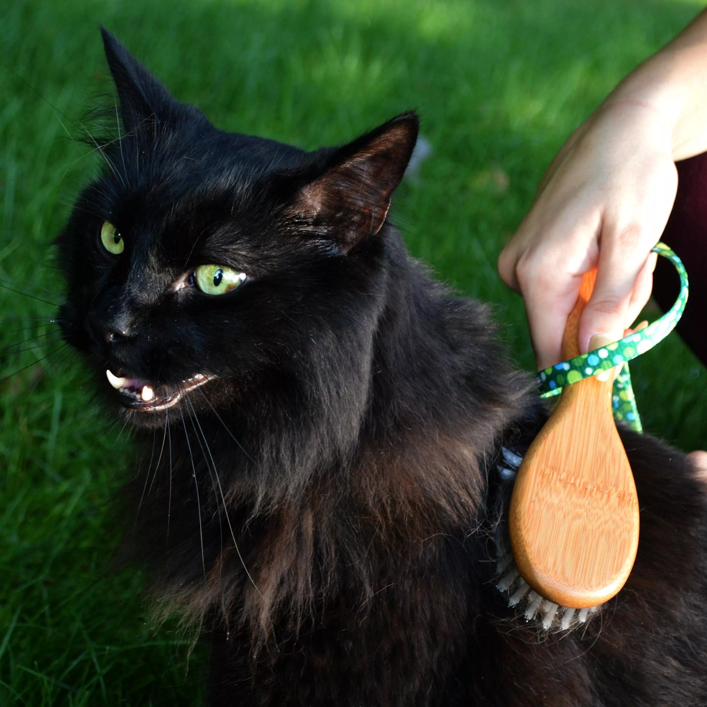 Safari – Brosse en soie avec manche en bambou pour chat