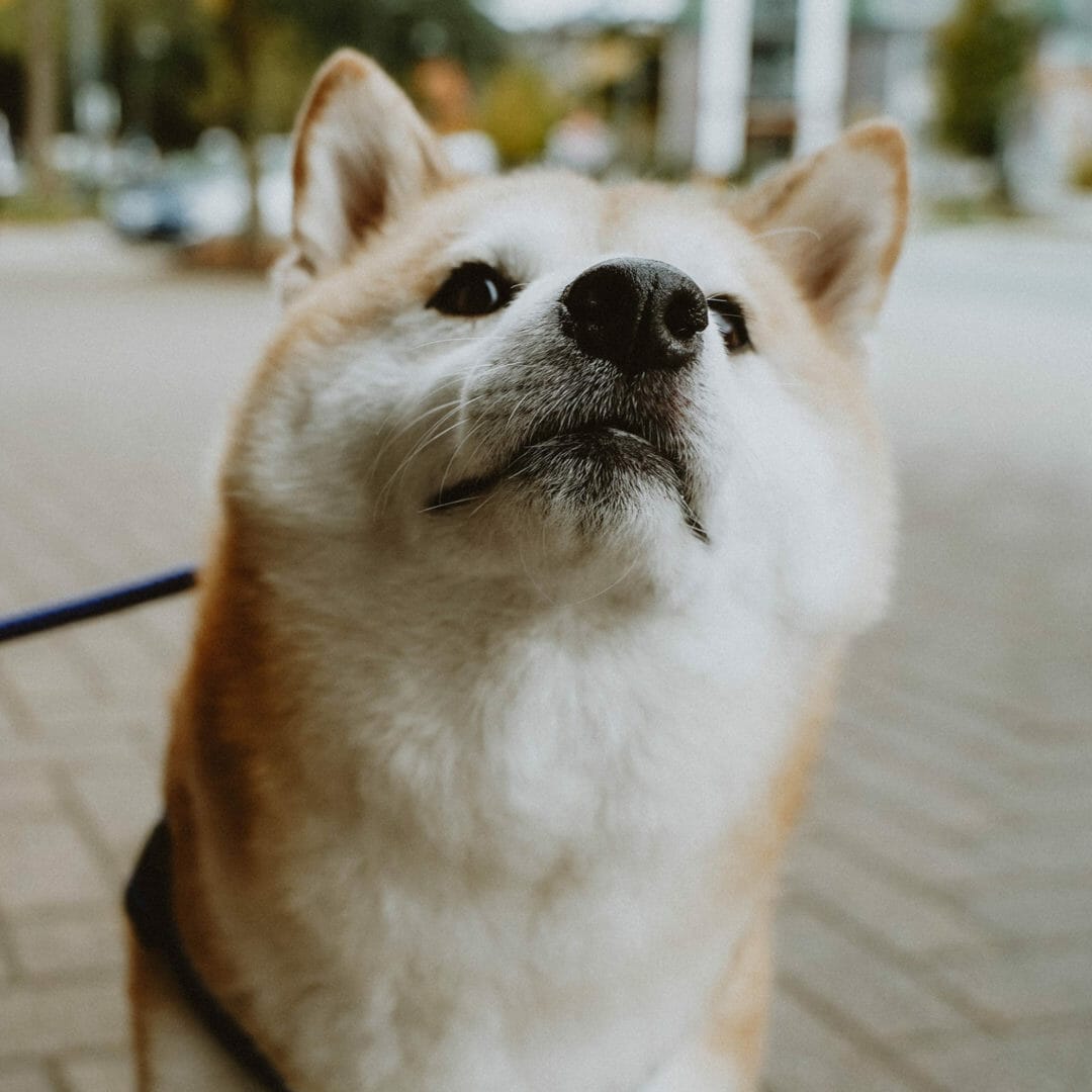 Petcurean
