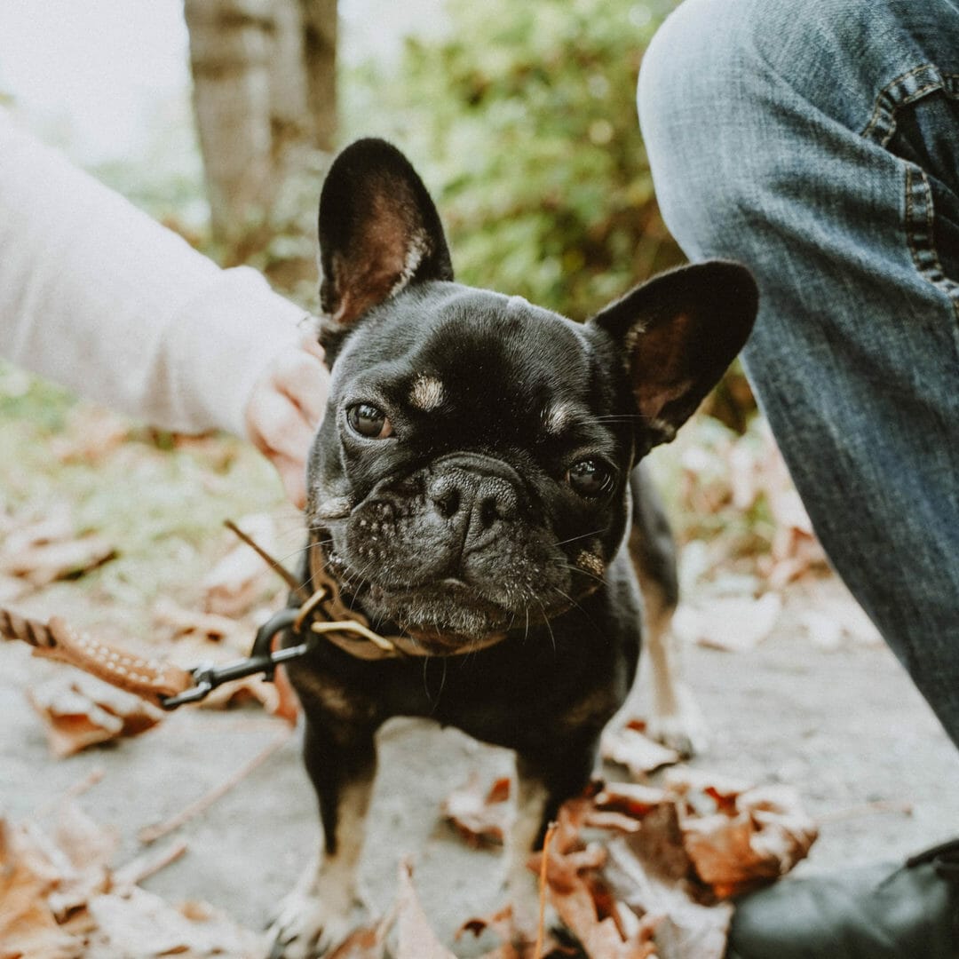 Petcurean