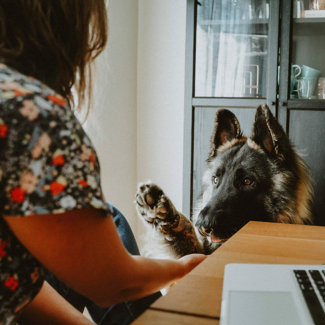 Petcurean