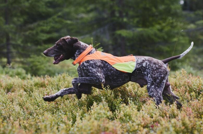Non-stop dogwear