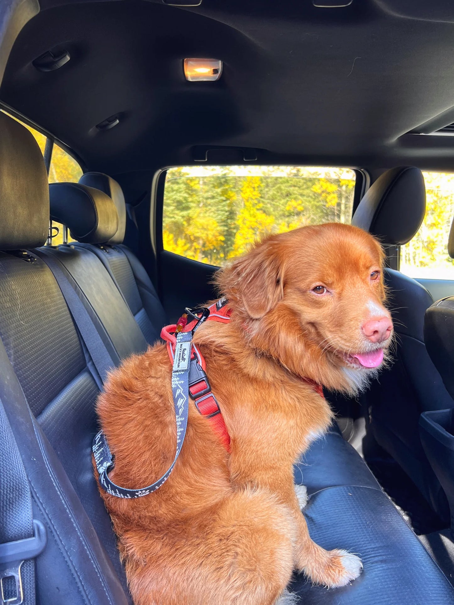 Rocky Mountain Dog – Ceinture de sécurité ajustable