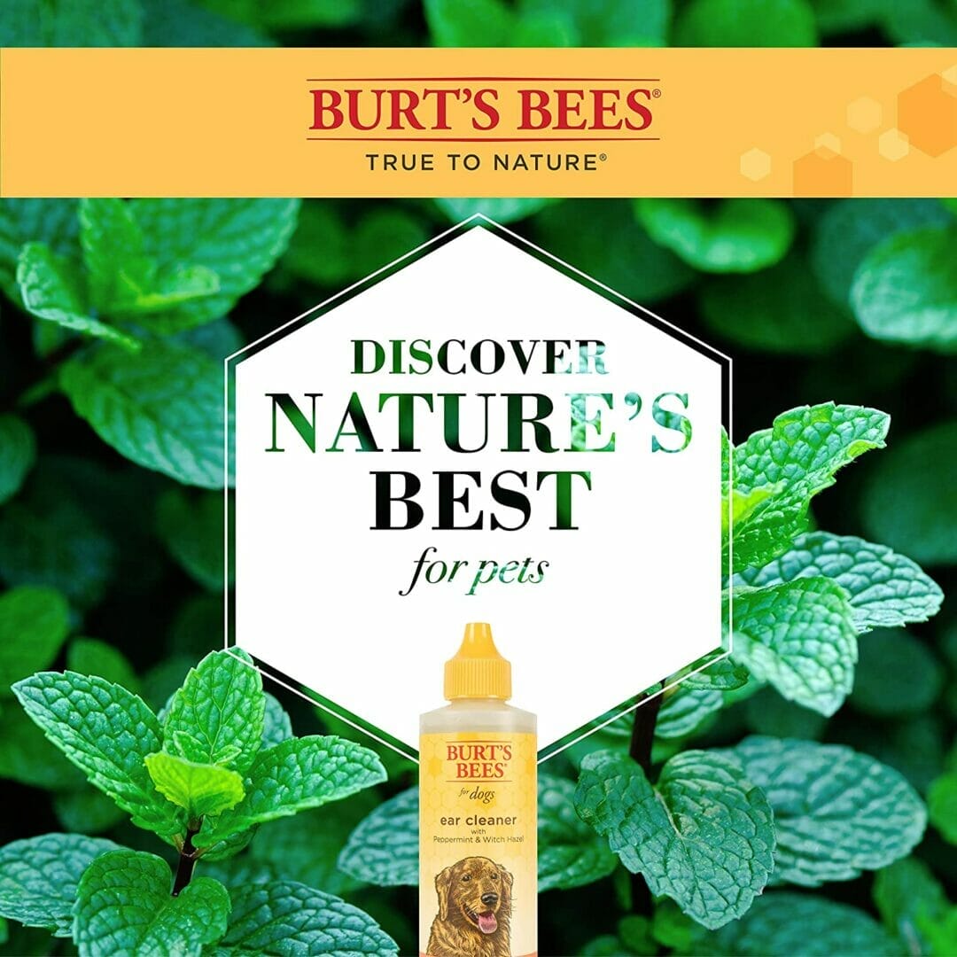 Burt's Bees – Nettoyant pour oreilles – menthe poivrée et hamamélis