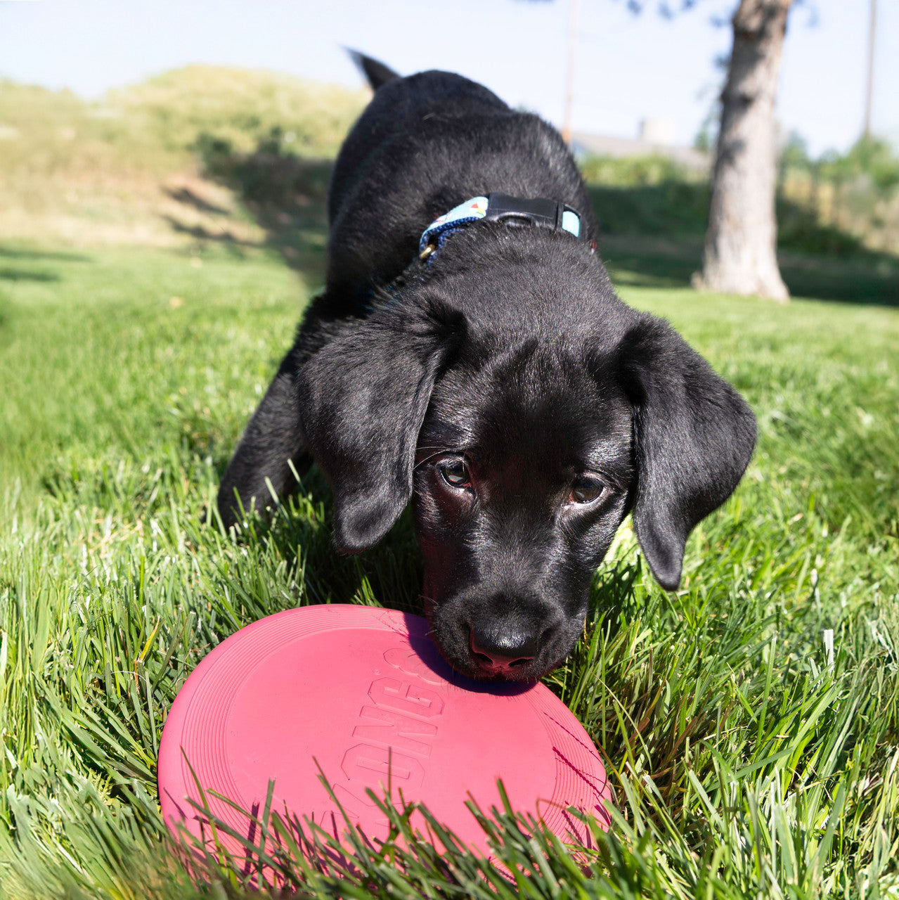 Kong – Frisbee pour chiot