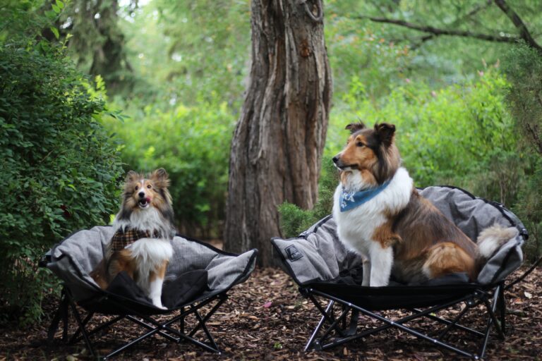 Kuma outdoor gear – Chaise pour chien - Little lazy bear