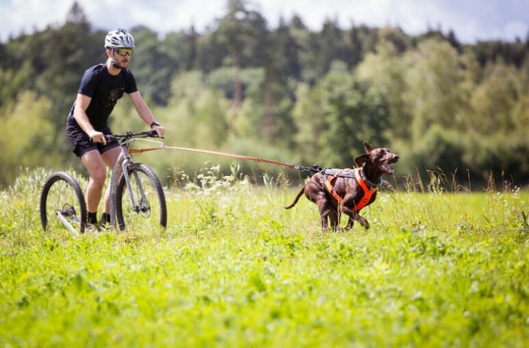 Non-Stop – Harnais Freemotion 5.0