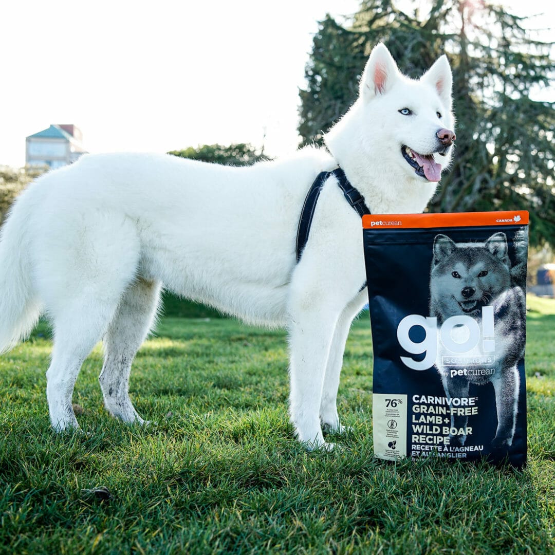 Petcurean – Go! Solutions - Carnivore – Sans Grains - Saumon + Morue