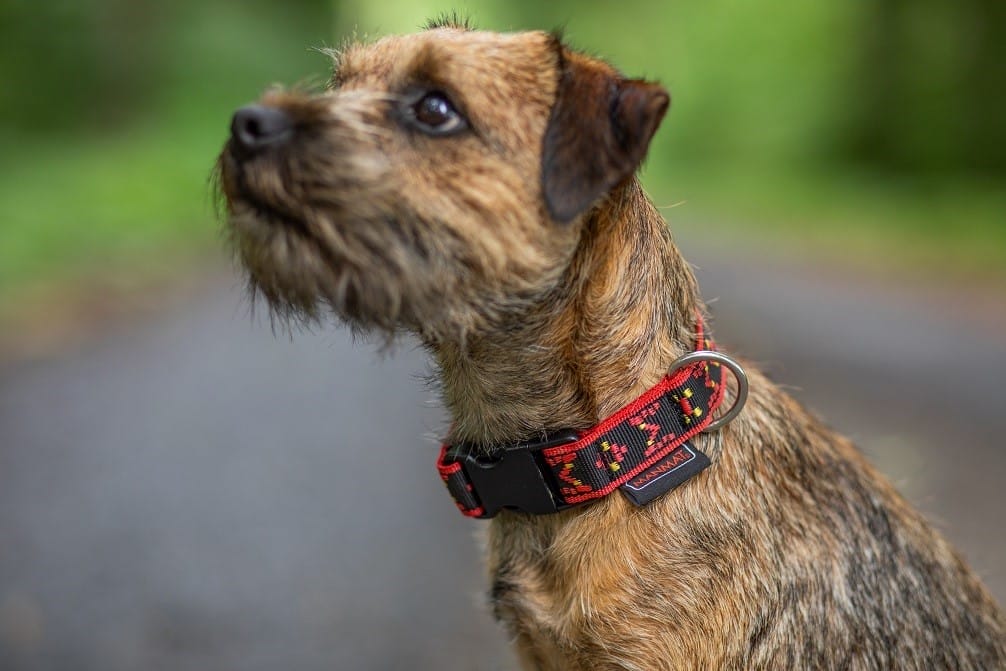 Manmat – Collier pour chiot à clip