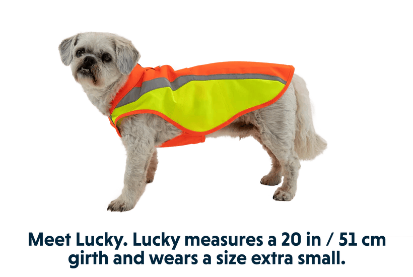 Ruffwear – Veste Lumenglow – Réfléchissante et haute visibilité