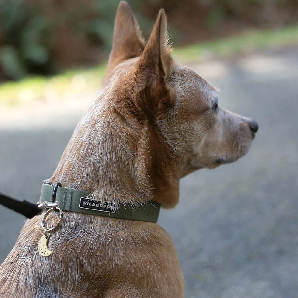 Wilderdog – Collier imperméable