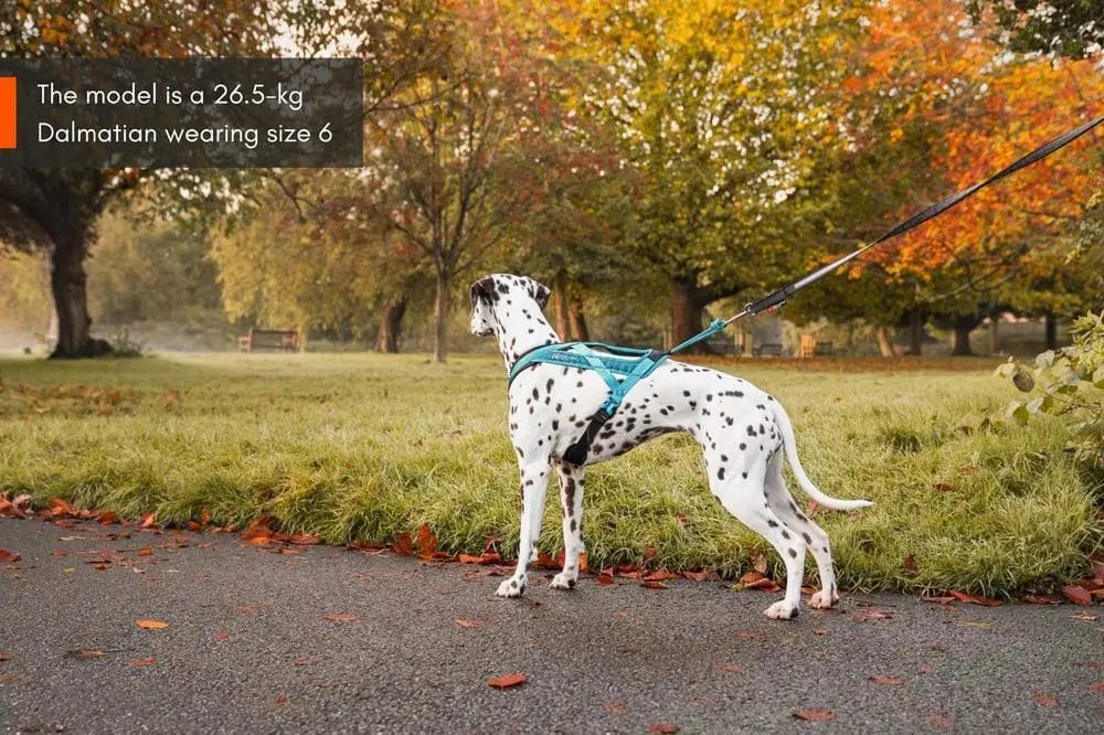 Non-Stop – Harnais Rush