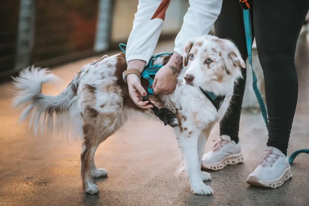 Non-Stop – Harnais Rush