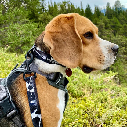 Rocky Mountain Dog – Collier
