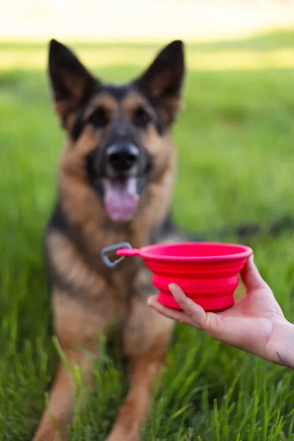 Messy Mutts – Bol Silicone Rétractable