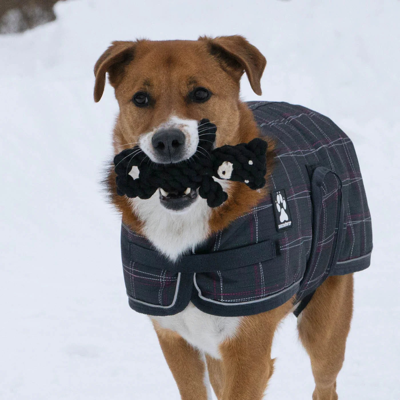 Shedrow K9 – Ours en corde