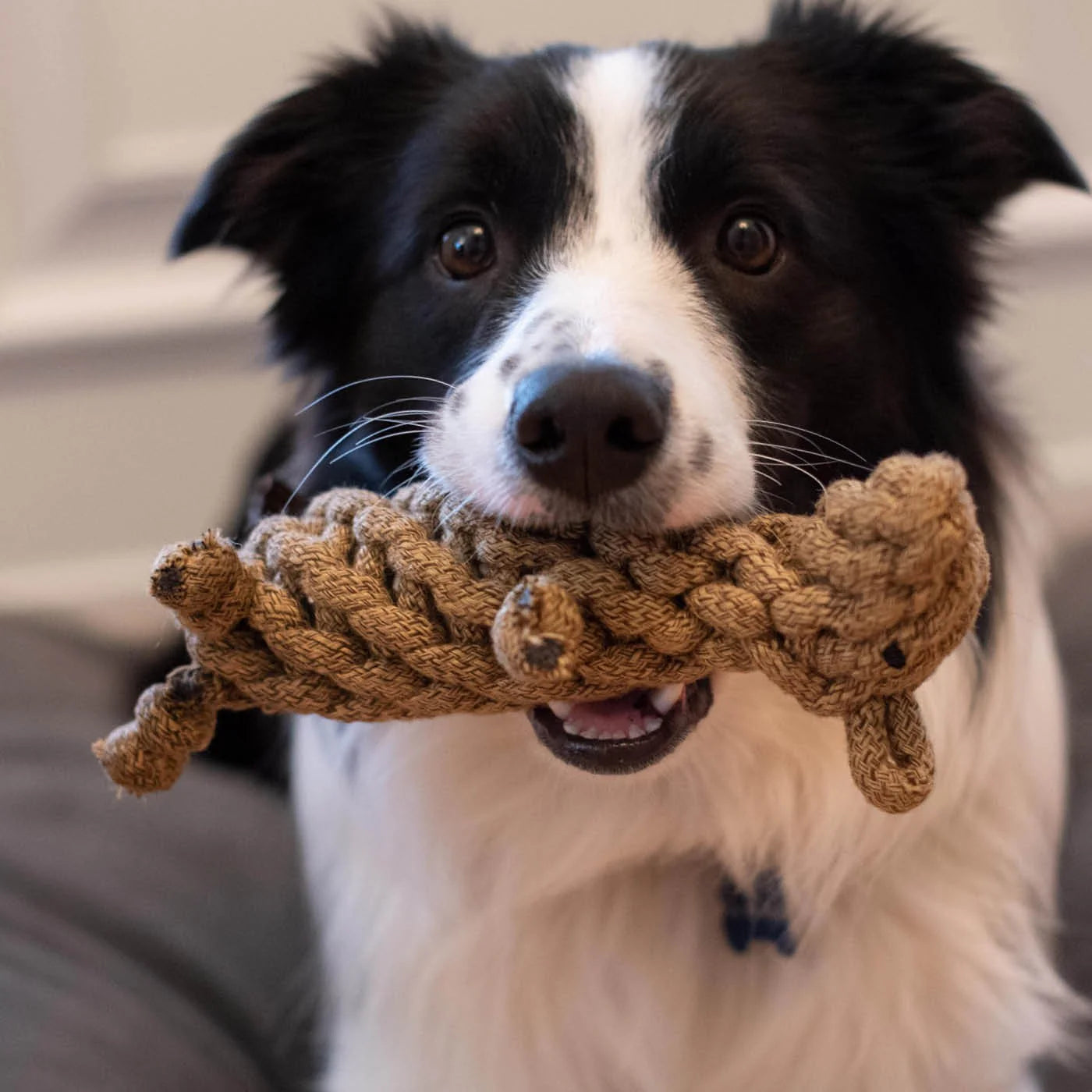 Shedrow K9 – Castor en corde