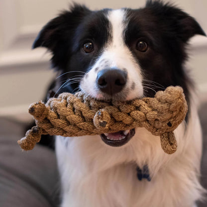 Shedrow K9 – Castor en corde