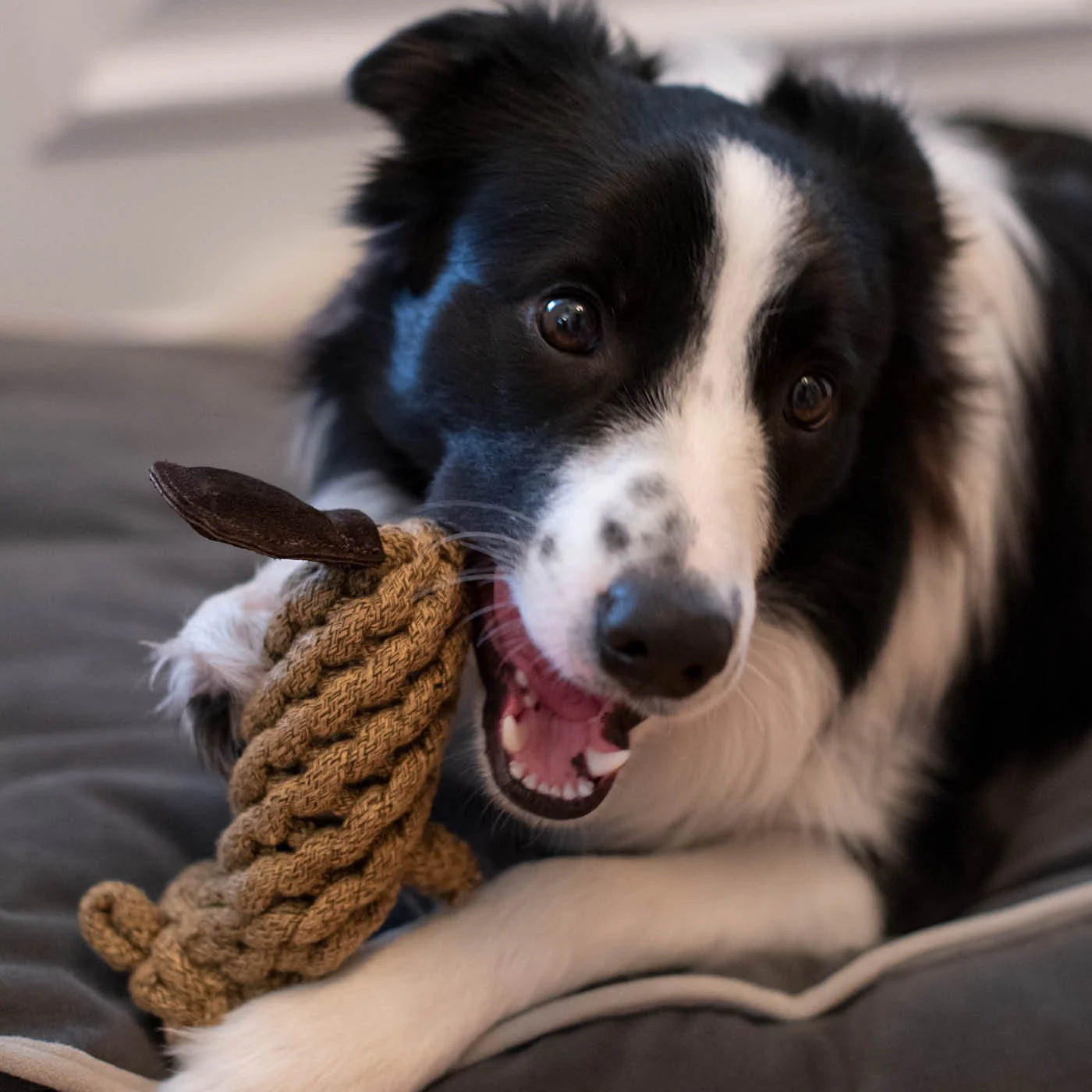 Shedrow K9 – Castor en corde
