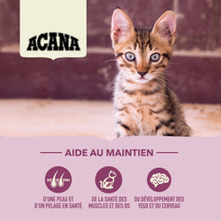 Acana – Premier Festin - Chaton
