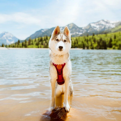 Wilderdog