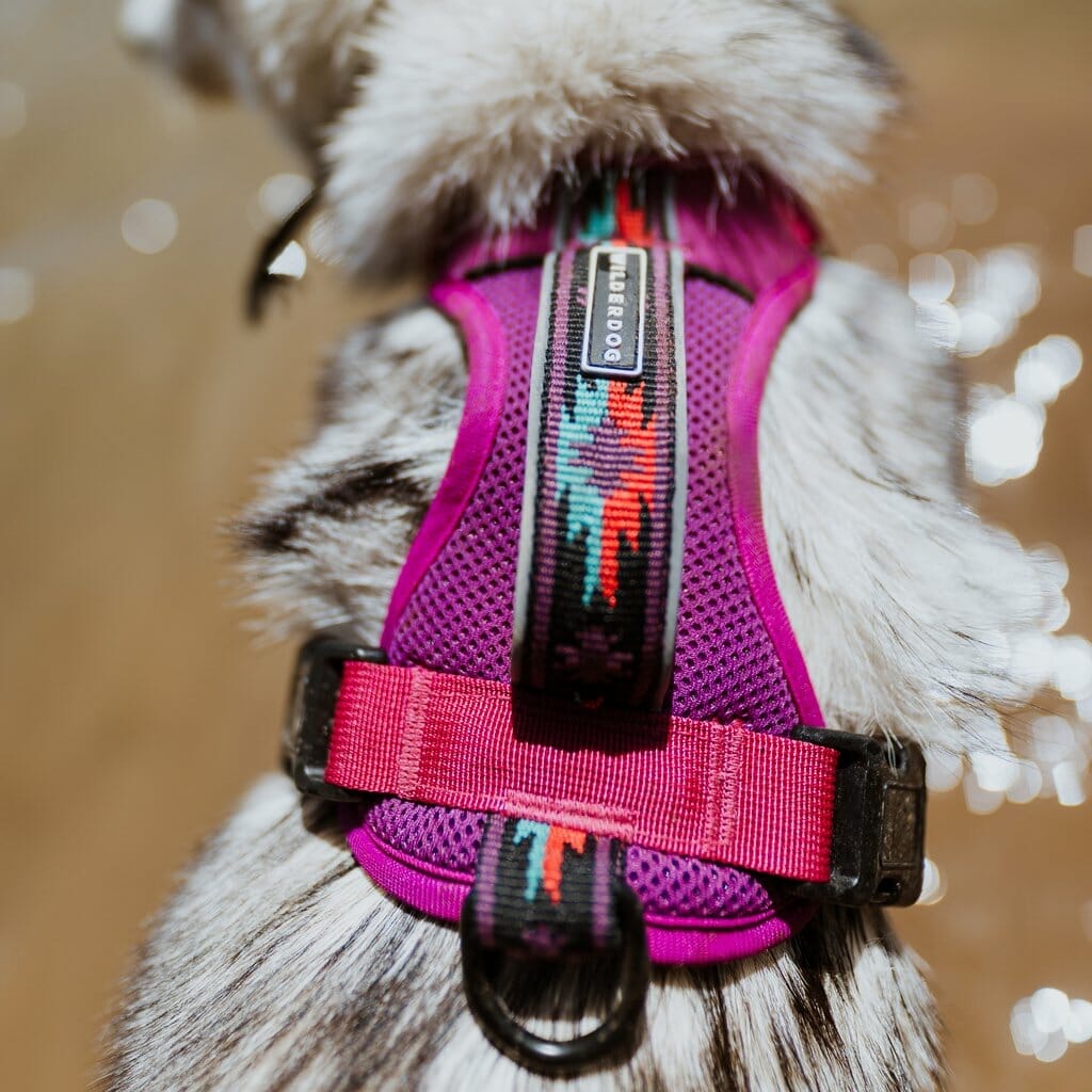 Wilderdog