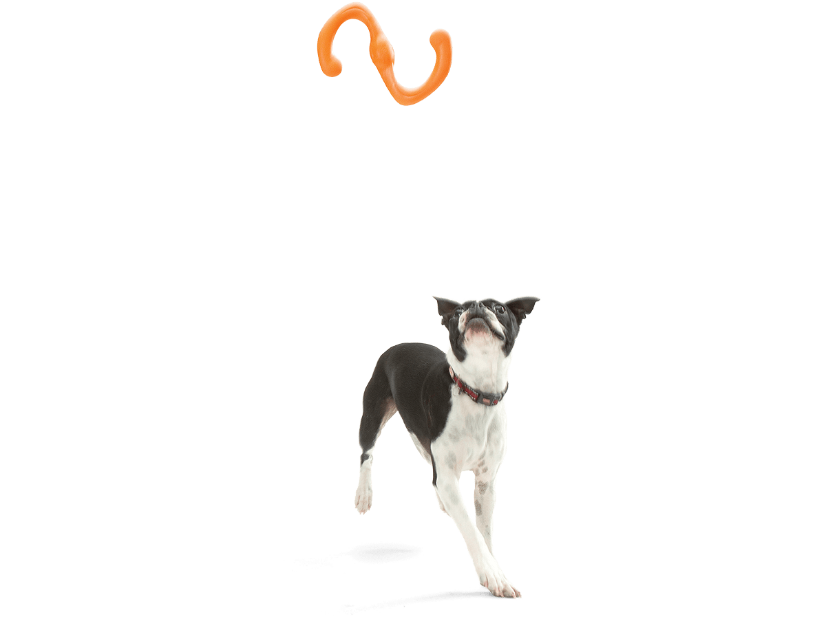 West Paw