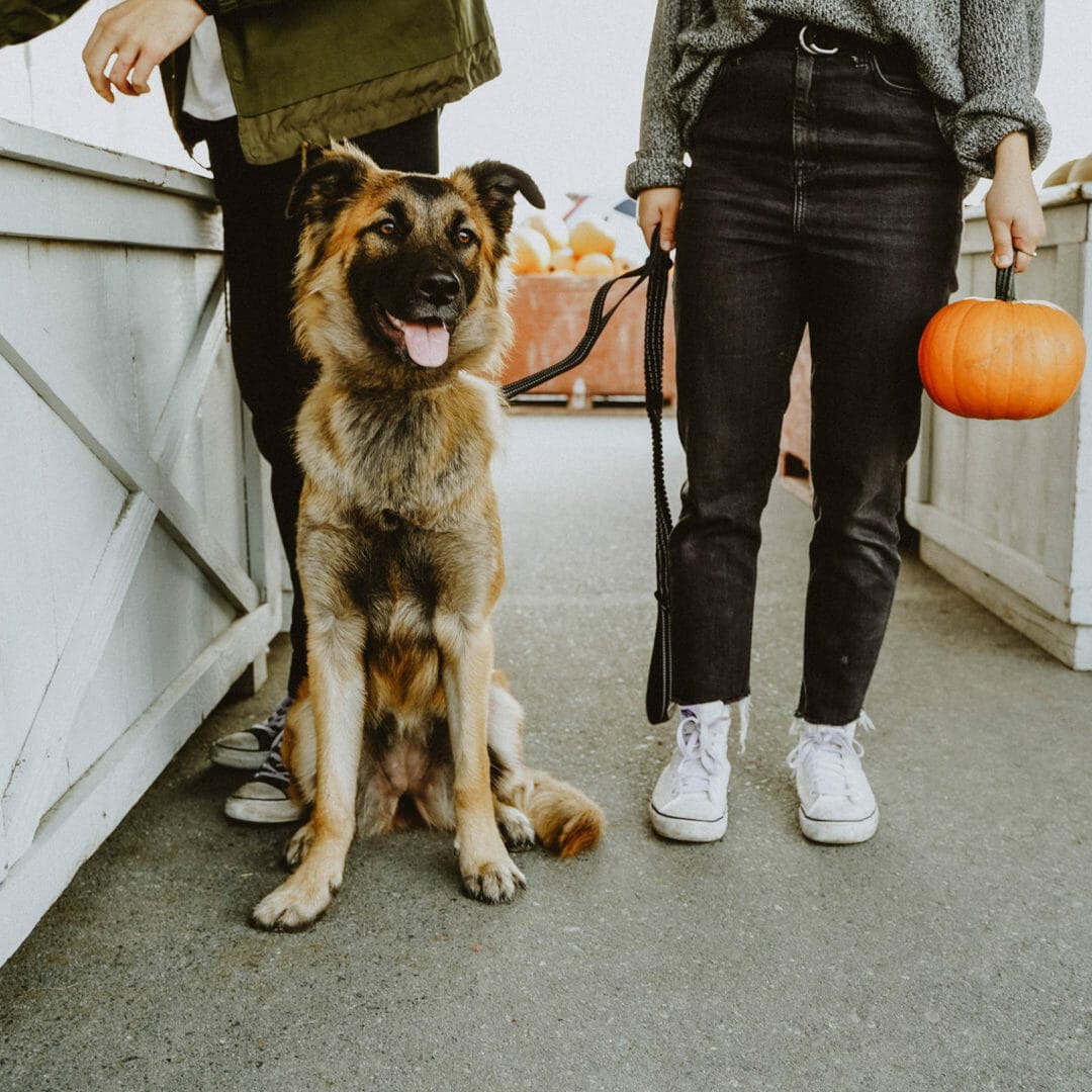 Petcurean