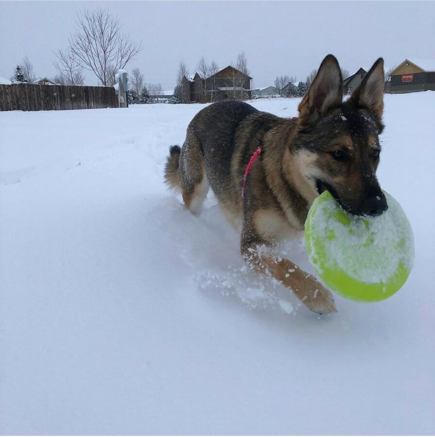 West Paw