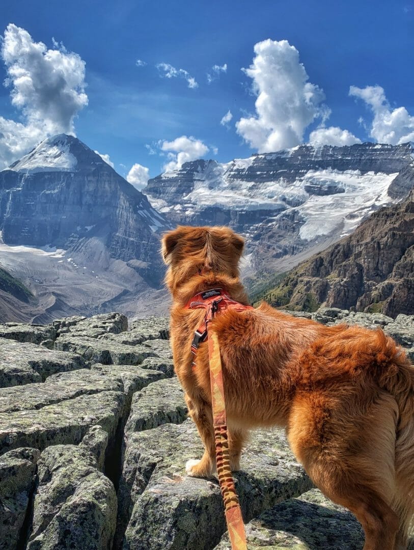 Rocky Mountain Dog