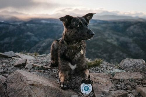 Legendary Canine