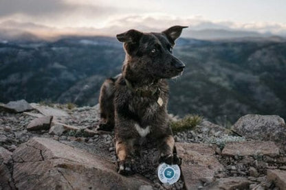 Legendary Canine