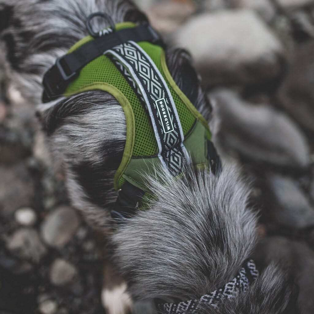 Wilderdog