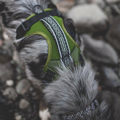 Wilderdog