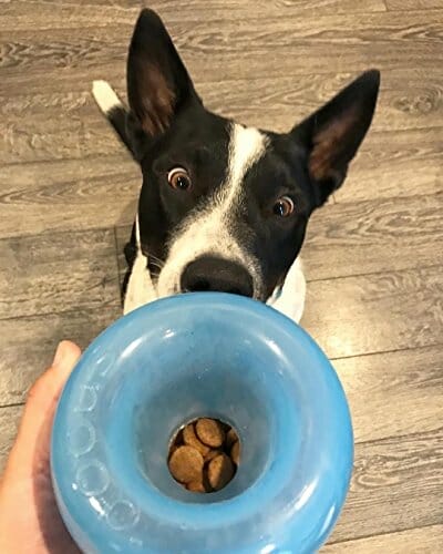 Planet Dog