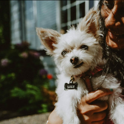 Petcurean
