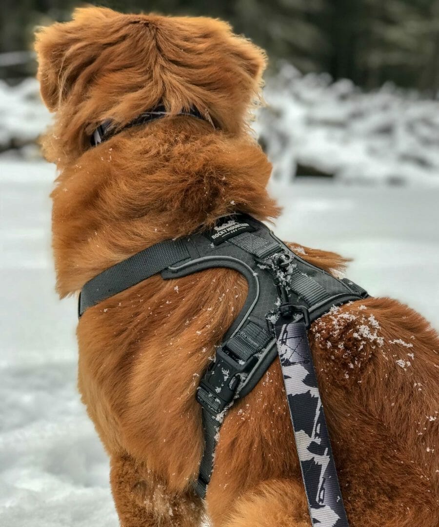 Rocky Mountain Dog