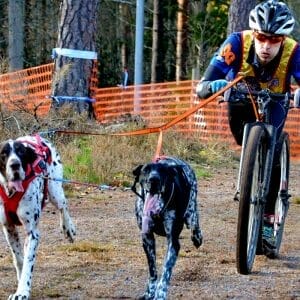 Non-stop dogwear