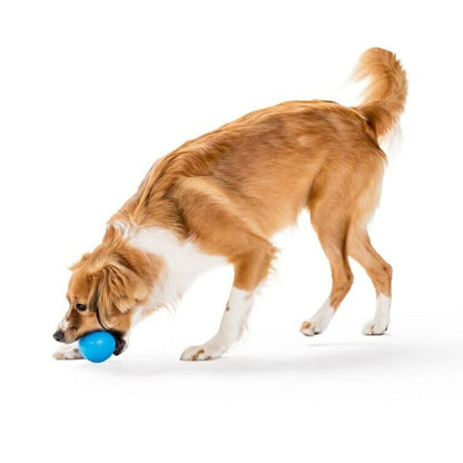 Planet Dog