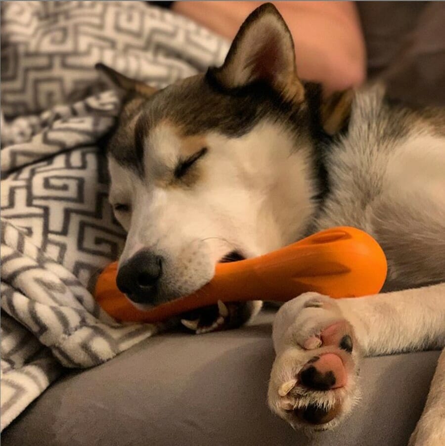 West Paw