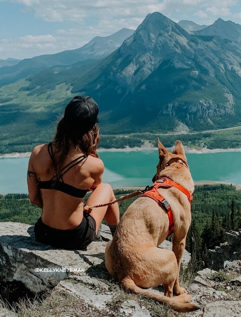 Rocky Mountain Dog