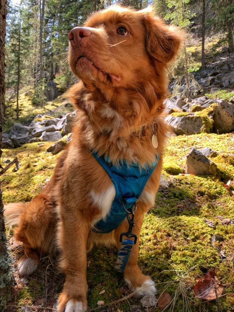 Rocky Mountain Dog