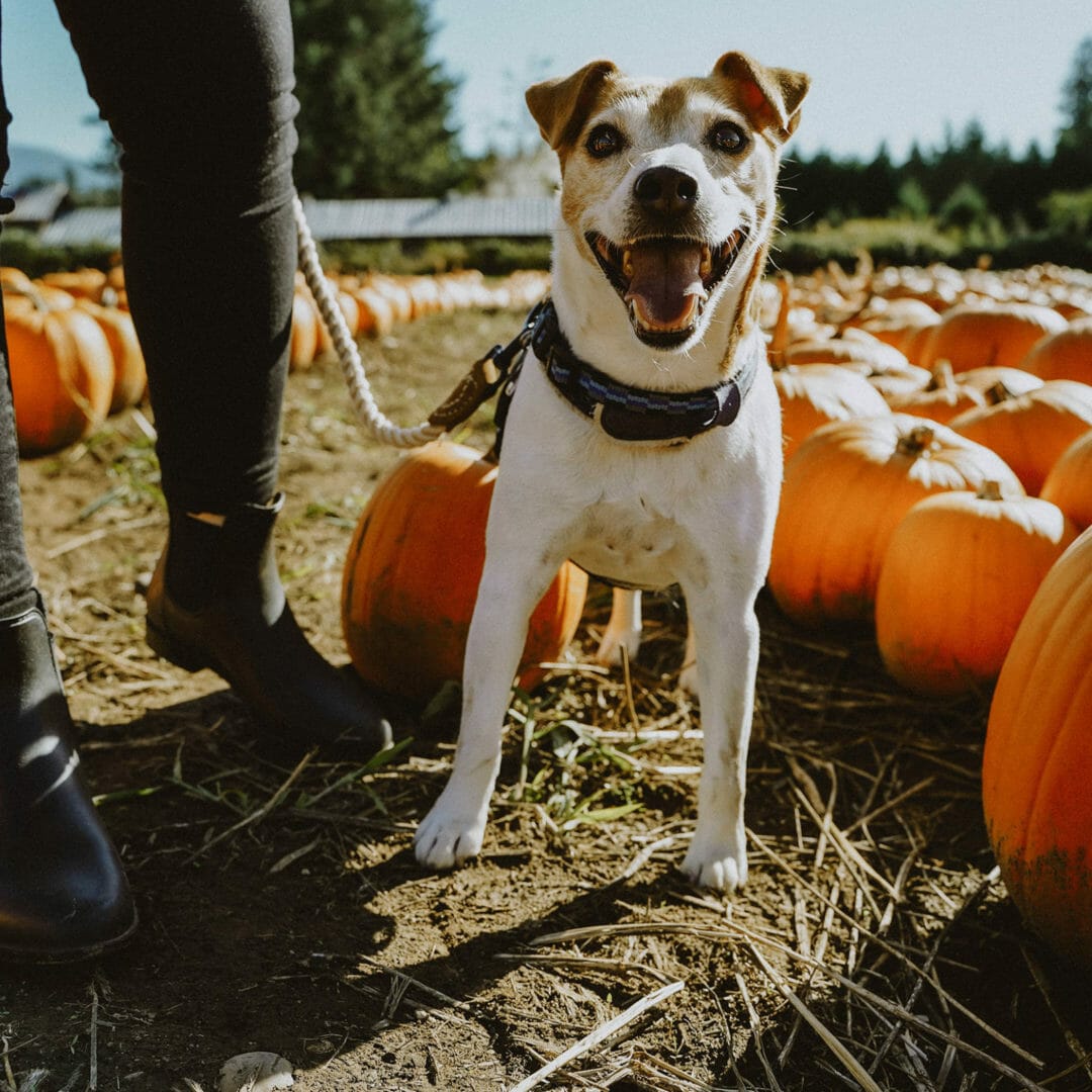 Petcurean