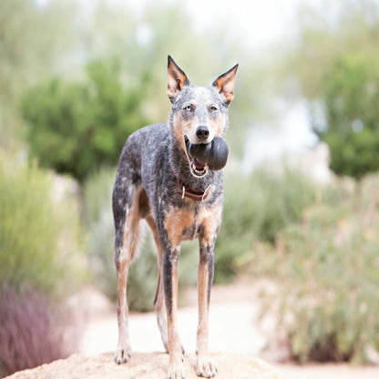 Kong