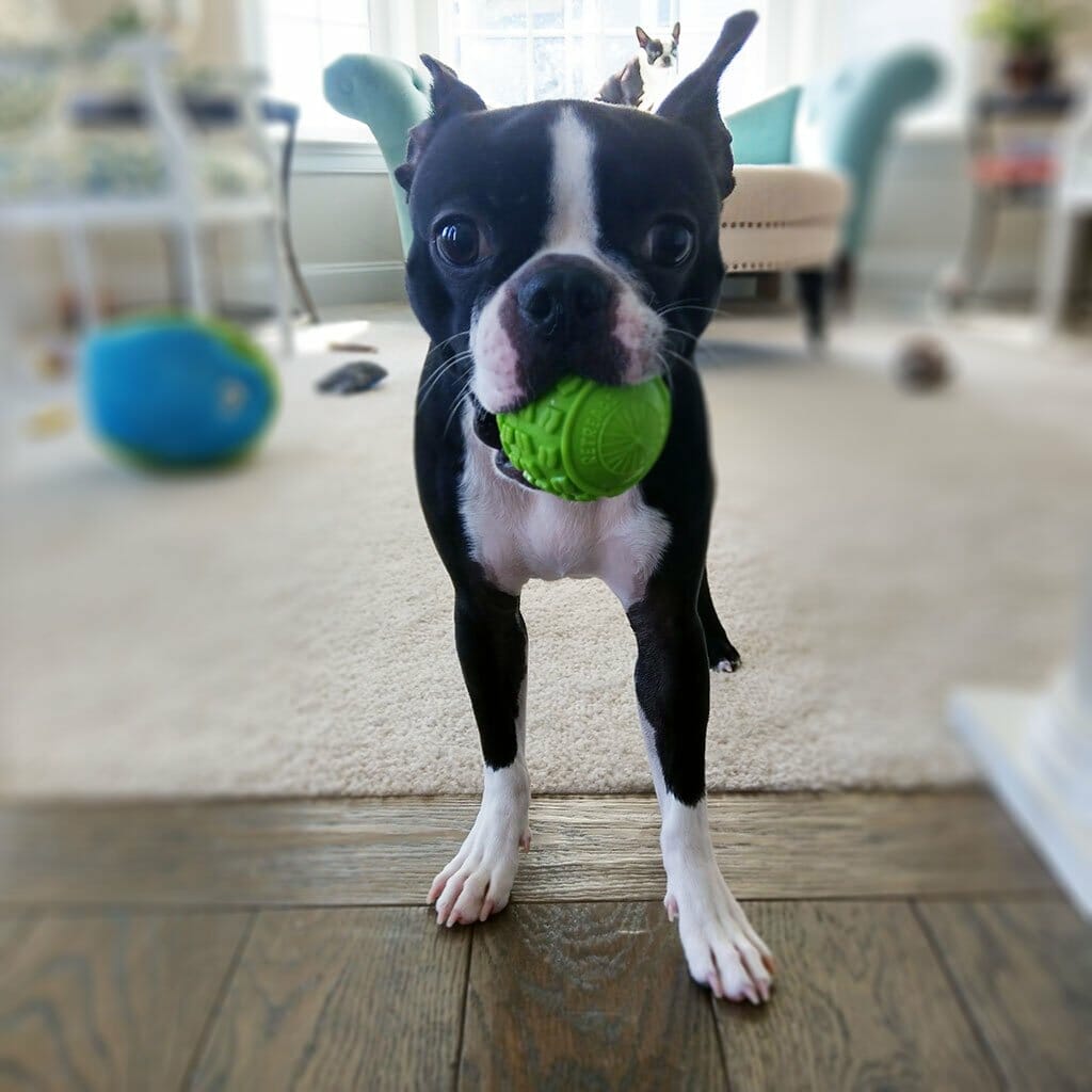 Cycle Dog