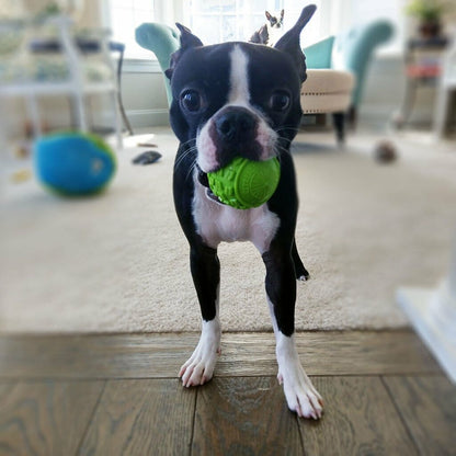 Cycle Dog