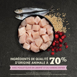 Acana – Premier Festin - Chaton