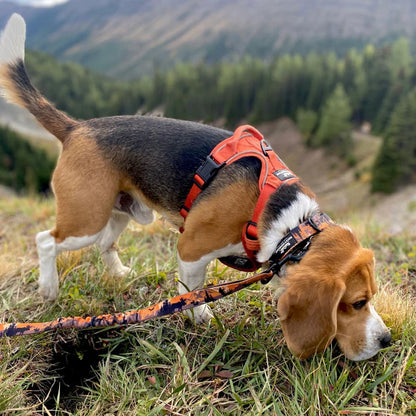 Rocky Mountain Dog – Collier