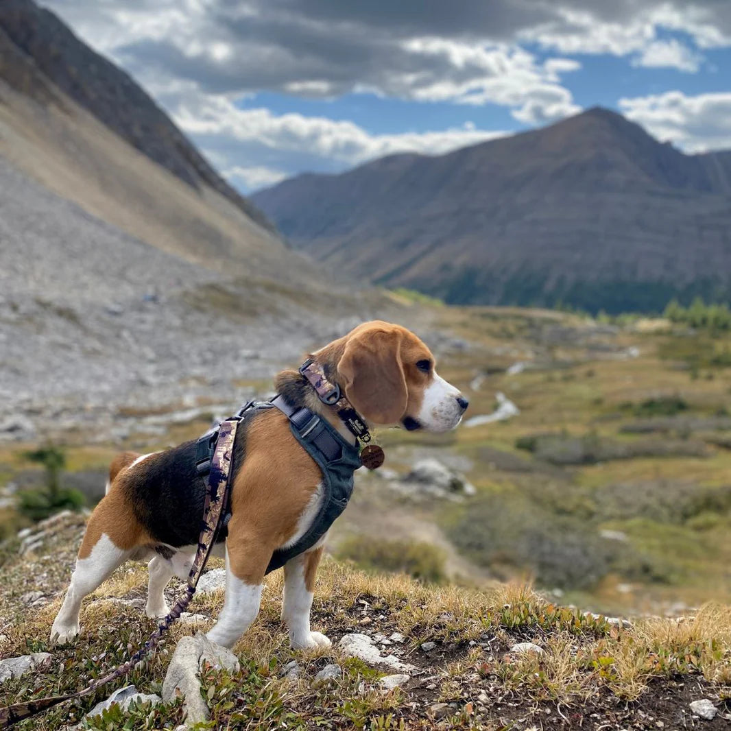 Rocky Mountain Dog – Collier