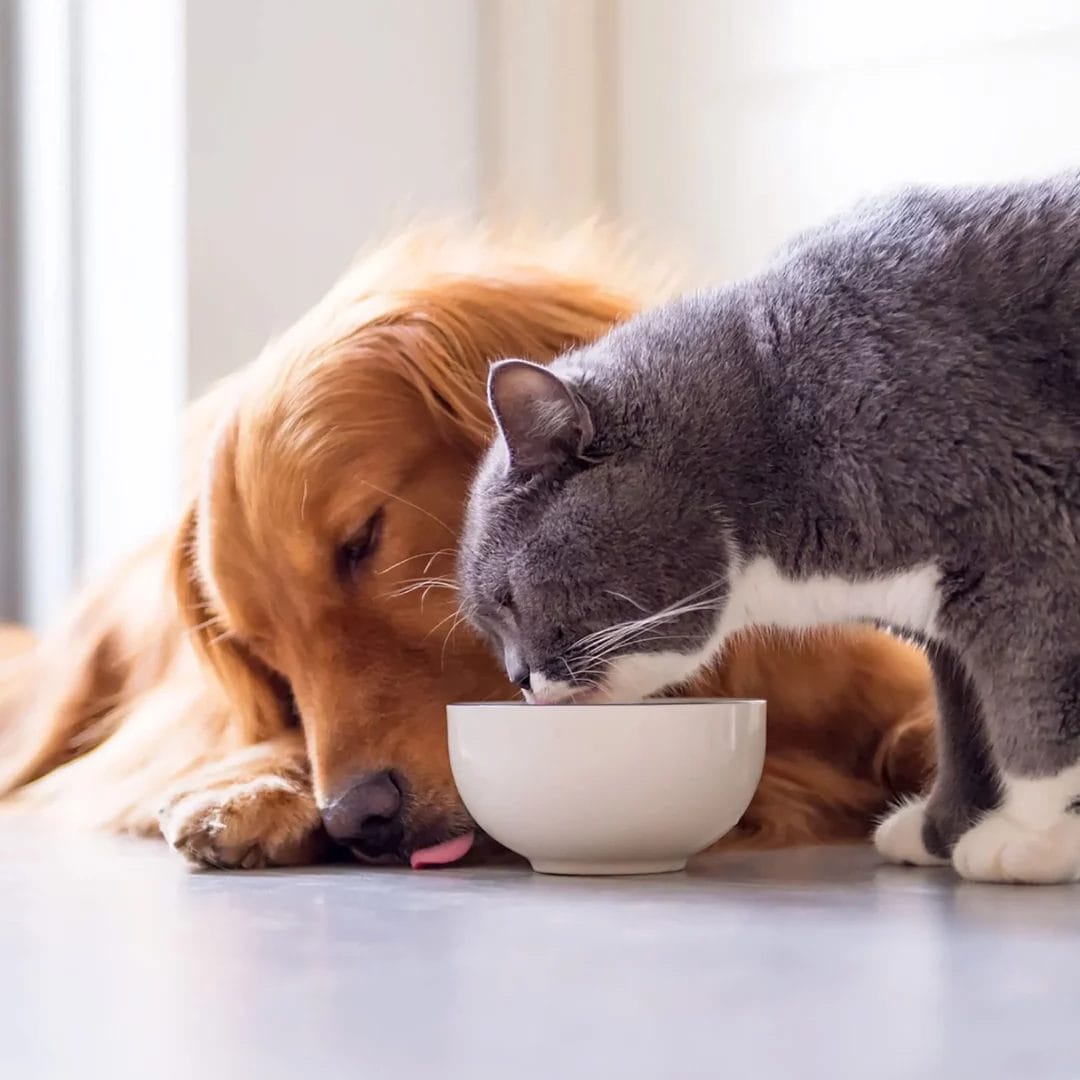 Caru – Daily dish - Bouillon d'os de poulet - 500g