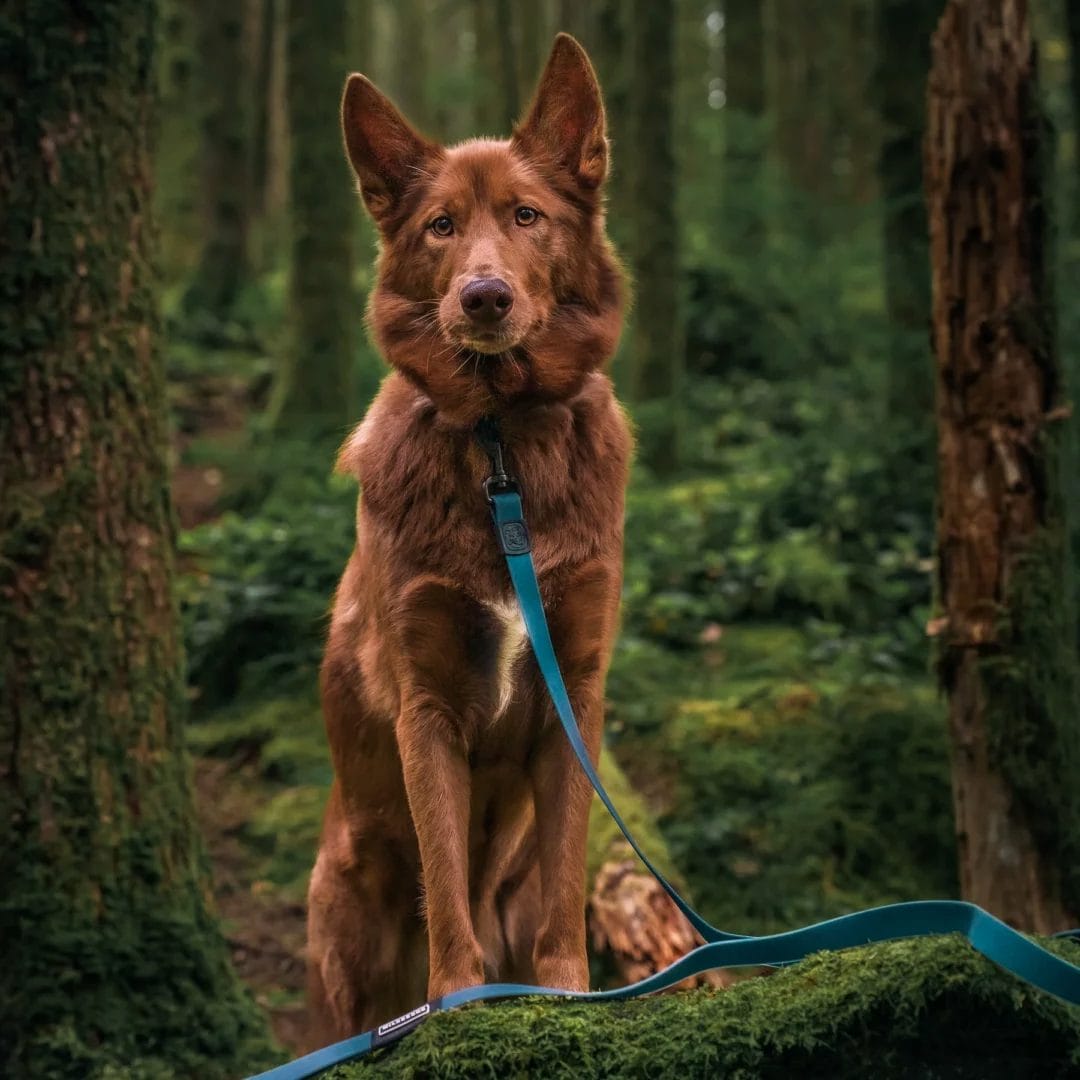 Wilderdog – Laisse imperméable